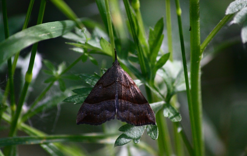 Erebidae Hypeninae 1 ?